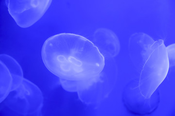  jellyfish In an aquarium on a blue background