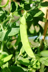 pea pod growing in garden
