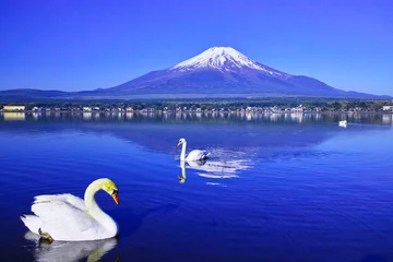 Photo sur Aluminium Cygne 逆さ富士と白鳥