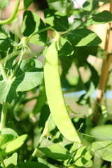 green bean growing in garden	