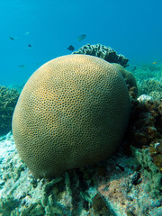 Coral found in coral reef area at Tioman Island, Malaysia.