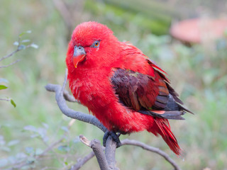 A beautiful brightly colored parrot on display in a captive environment. This parrot (or close relative) is probably a juvenile.  It was on display in a bird park.