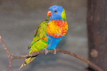 A beautiful brightly colored parrot on display in a captive environment. This parrot (or close relative) is probably a juvenile.  It was on display in a bird park.