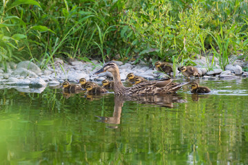 Spot-billed duck family in the river.
