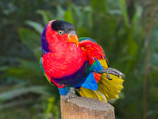 A beautiful brightly colored parrot on display in a captive environment.  This parrot (or close relative) was on display in a bird park.