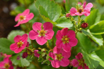 Strawberry - flowers.