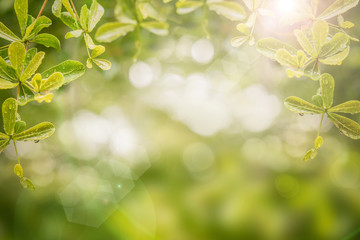 Obraz na płótnie Canvas Fresh morning dew on green leaves tree. Sunny day concept. Natural background. Rainy season.
