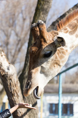 Giraffe is fed by people in the zoo