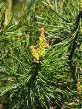 Young pine pinus pollen strobili and shoots macro, selective focus, shallow DOF