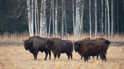 A Herd Of European Aurochs Grazing On The Field.Four Large Brown Bison On The Birch Forest Background.Four Bulls With Big Horns On The Background Of The Forest.Bestial Gang.Bialowieza Forest Reserve.
