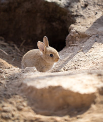 Hares on the ground in the wild