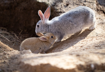 Hares on the ground in the wild