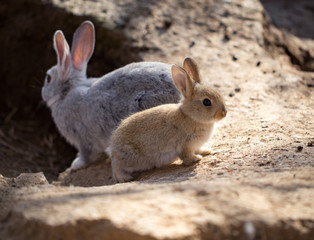 Hares on the ground in the wild