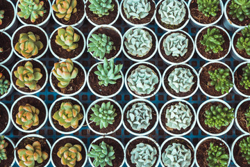 Pots with succulents and cactuses in market. Cactus succulents in colorful blue, violet and purple pots, overhead or top view