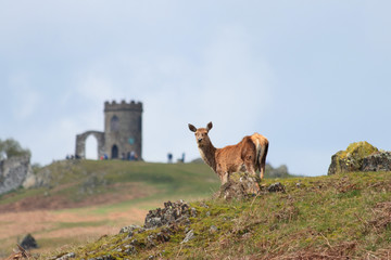 Fototapeta premium Deer and tower