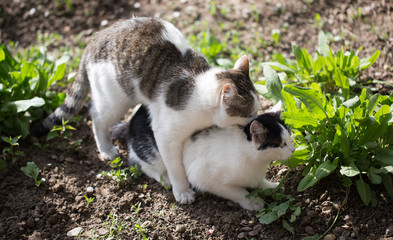Cats make love in the spring outdoors