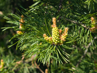 Young pine pinus pollen strobili and shoots macro, selective focus, shallow DOF