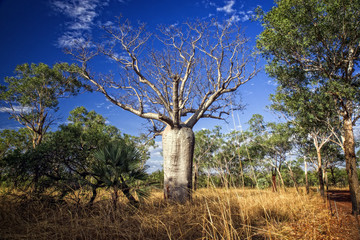 Fototapeta na wymiar Baobab at the Kimberleys - Western Australia