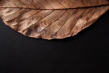 Autumn leaf on black background, close up crop, copy space