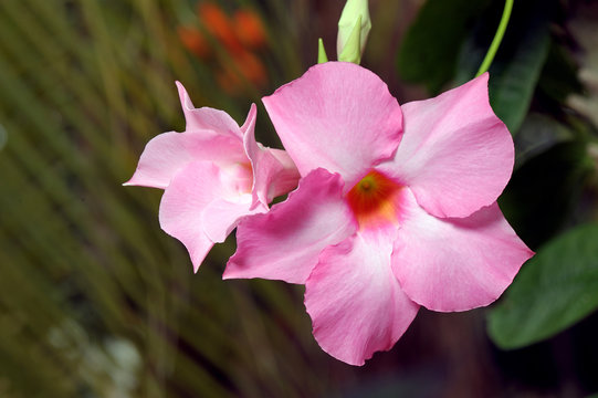 Large pink flower Dipladeniya