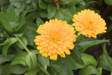 beautiful flower on green leaf