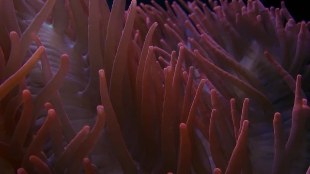 orange Korallen im Korallenriff