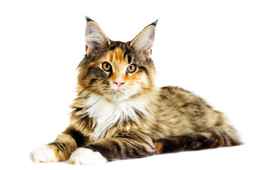 Cat looks, Maine Coon breed