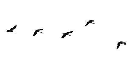 Flock of swans isolated on white background