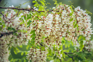 Branches of a blossoming white acacia. Beautiful natural spring background.
