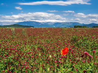 Blooming red clover fields under the alps