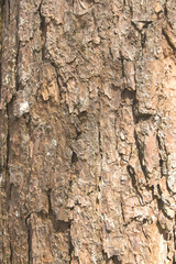 wood texture can use background