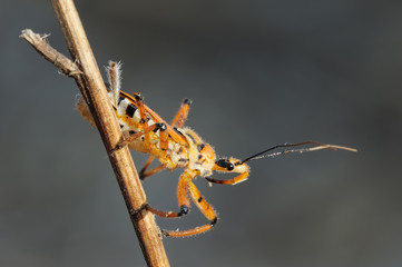 bug on a branch
