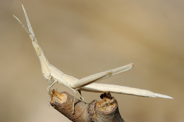 Acrida on a branch