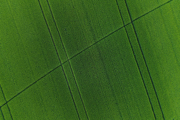 Green wheat field as background © Budimir Jevtic