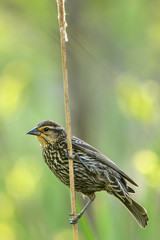 Mama Blackbird