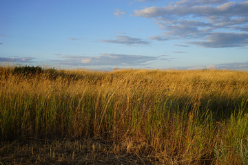 Fototapeta premium Tall dry grass growing under blue cloudy sky