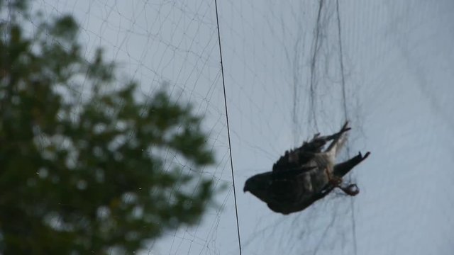 Bird trapped in net,struggling to die in blue sky like fail loser.Shaking leaves of tree canopy in wind.destruction of ecological balance..