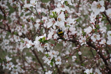 Bumble bee sitting on the flower of Shanghai cherry