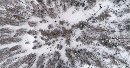 Aerial view of snow covered forest. Winter season