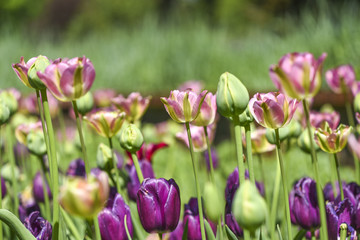 Obraz premium Blooming colorful tulips in a garden, spring time in Poland.