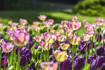 Blooming colorful tulips in a garden, spring time in Poland.