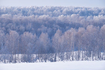 Birch forest under hoarfrost in winter season
