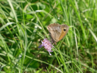Fototapeta premium Großes Ochsenauge