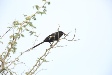 Magpie shrike (Urolestes melanoleucus) in Zambia