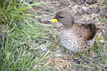 Pato Capuchino, Spatula versicolor