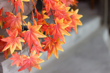 Red maple leaves for background. maple leaf concept background.(vintage effect and soft focus)