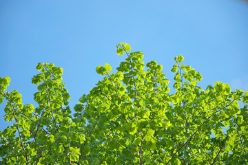 Green leaves