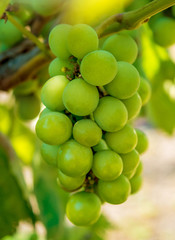 Photo of a branch of green vine grapes