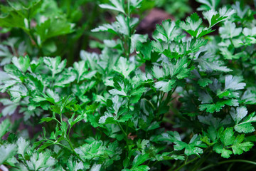 Fresh parsley