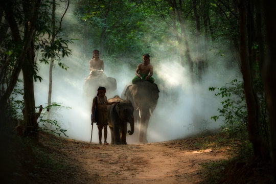 THAI Family Elephant And Mahout Man Walking To The River In Wild This Is A Lifestyle Of Thai People In Surin Province Thailand.